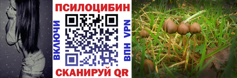 где продают наркотики  Болгар  ссылка на мегу зеркало  Галлюциногенные грибы Psilocybe 